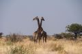 2012-07-05 Namibia 174 - Etoscha Nationalpark - Giraffe
